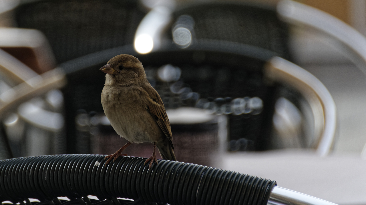 20141023 163035•Carrascal de Barregas•Castile and Leon•Spain